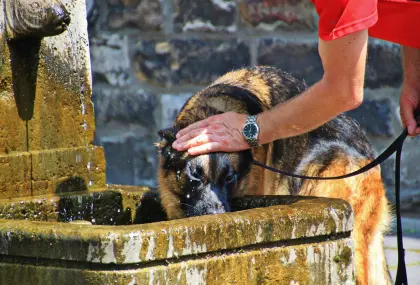 Schäferhund hat Durst