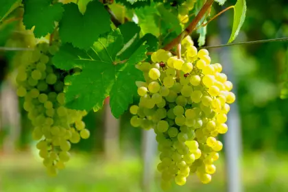 Trauben am Weinstock