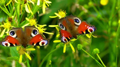 Tagpfauenauge auf Blumenwiese