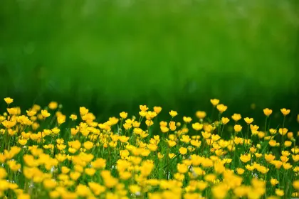 Butterblumen auf einer Wiese