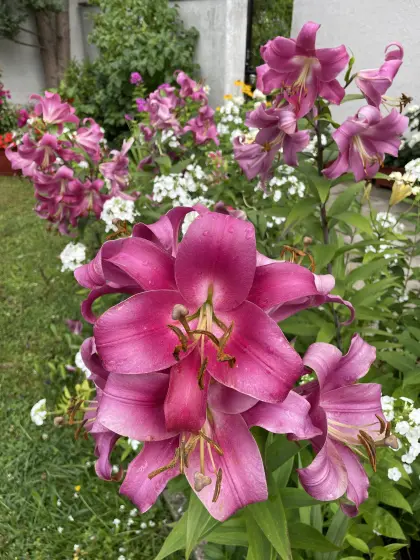 Lilien im Vorgarten