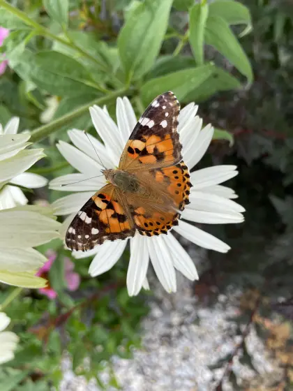 Schmetterling (Distelfalter) auf dem Weißen Sonnenhut