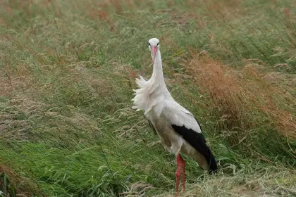Storch auf einer Wiese