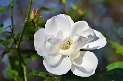 Weiße Blüte ener Heckenrose