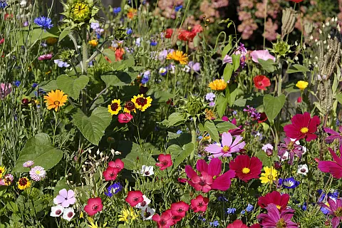 Blumenwiese, Bienenweide