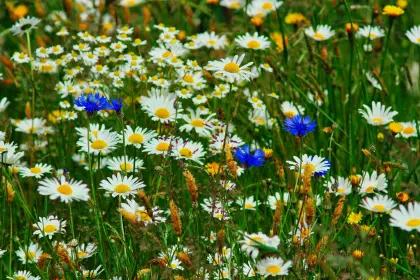 Farbenfrohe Wiese im Frühsommer