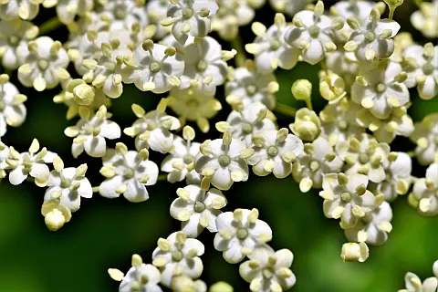 Holunderblüten