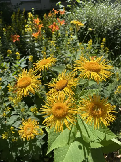 Lechzende Blumen