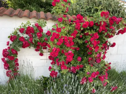 Roter Rosenstrauch