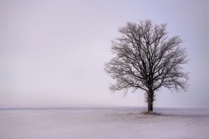 Baum im Winter auf einer Wiese