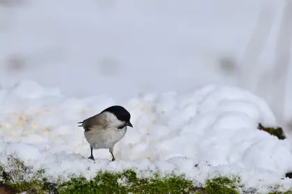 Sumpfmeise im Schnee