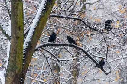 Raben auf schneebedeckten Baum