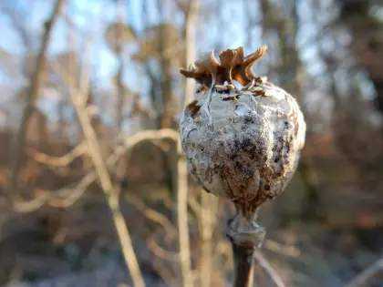 Verwelkter Mohn im Winter
