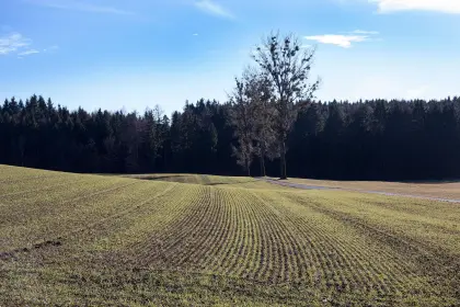 Wintergetreide im Januar