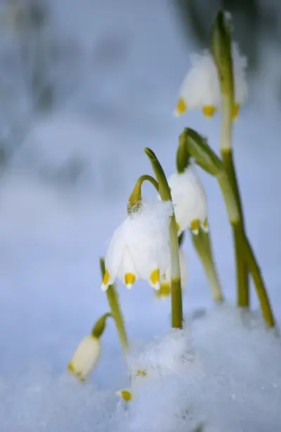 Frühlingsknotenblume (Waldschneeglöckchen)