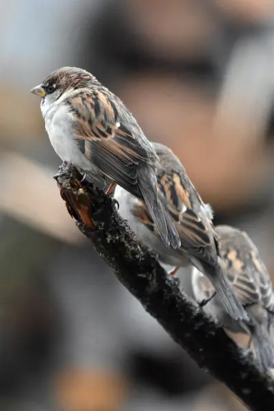 Ein Spatz ist niemals alleine