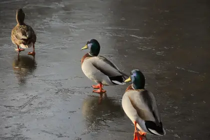 Enten laufen auf gefrorenem Eis