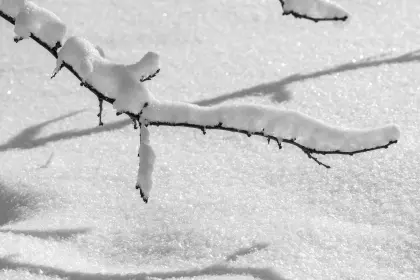 Frost und Schnee im Winter