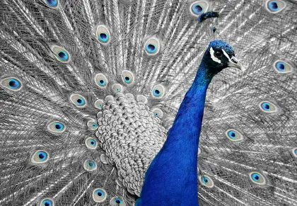 Eitler Pfau