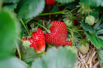 Erdbeeren im Garten
