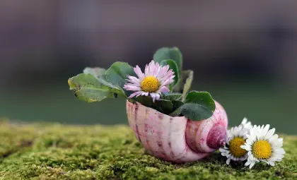 Gänseblümchen und Schneckenhaus