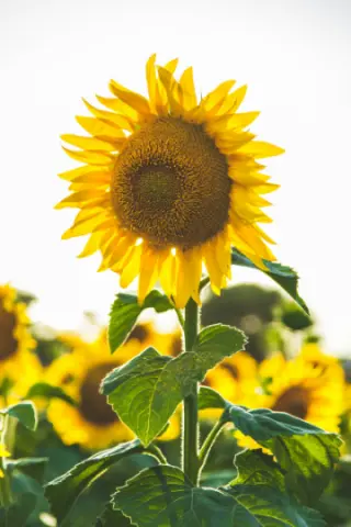 Sonnenblume – eine imposante Blume