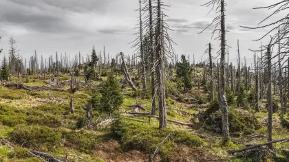 Waldsterben im Nationalpark Bayerischer Wald