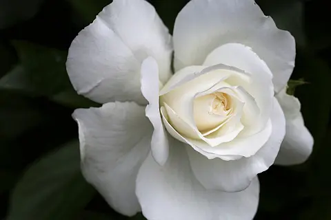 Weiße Rose snow queen