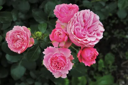 Rosa Rosen im Garten