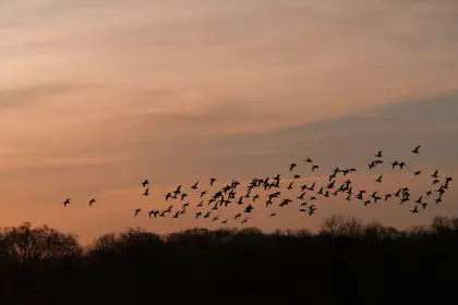 Vogelschwarm, der bei Sonnenaufgang über Bäumen fliegt.