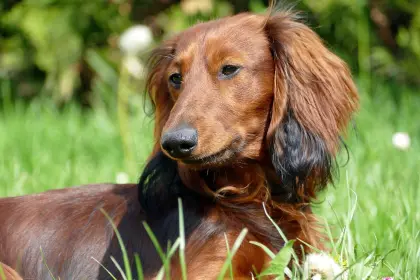 Brauner Dachshund auf einer Wiese