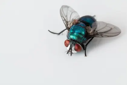 Blaue Schmeißfliege
