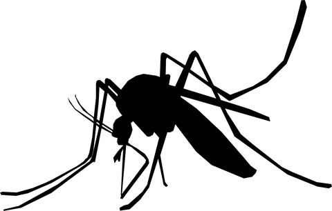 Stechmücke, Moskito, Schnake