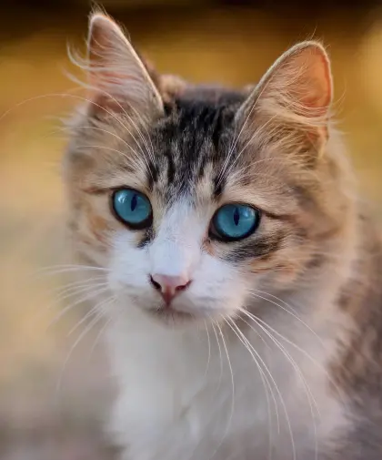 Katze mit blauen Augen
