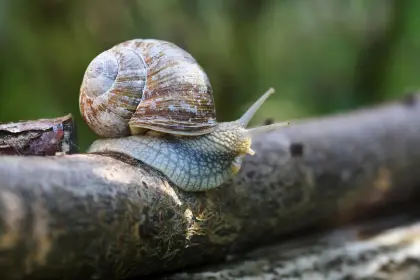 Weinbergschnecke auf einem Ast