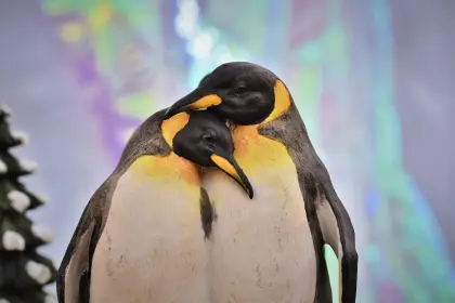 Verliebte Pinguine