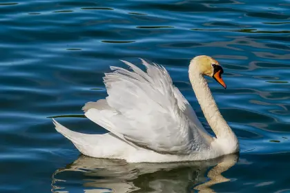 Weißer Schwan schwimmt im Wasser