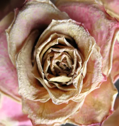  Getrocknete Rosenblüte