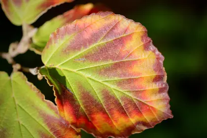 Herbstliche Färbung der Blätter